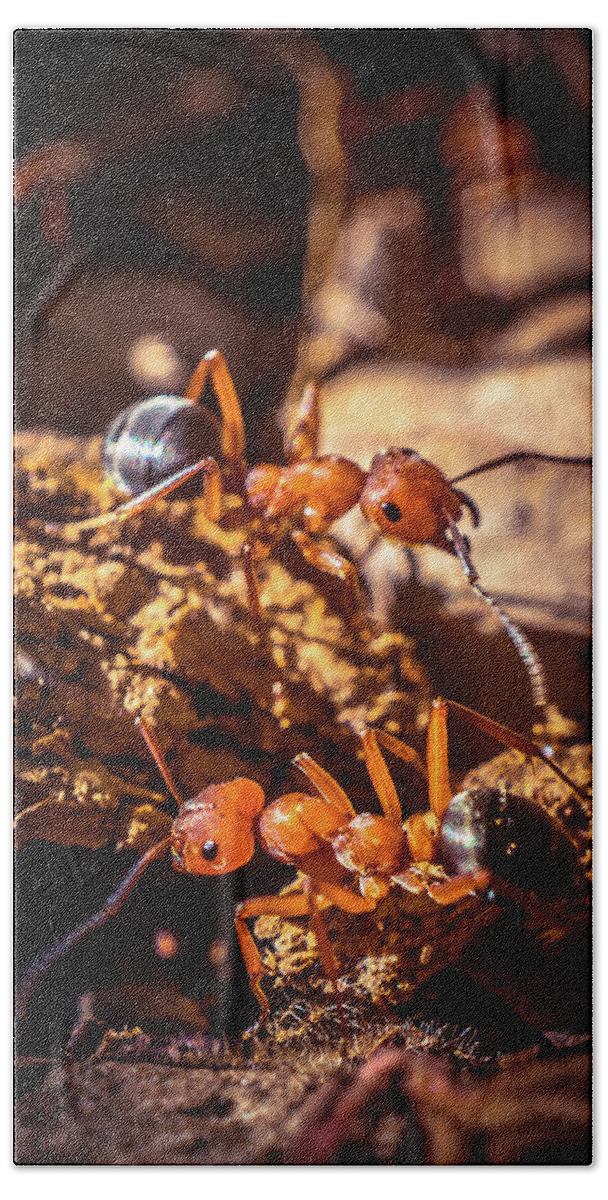 Ant Beach Towel featuring the photograph Couple of Ants by Lilia S