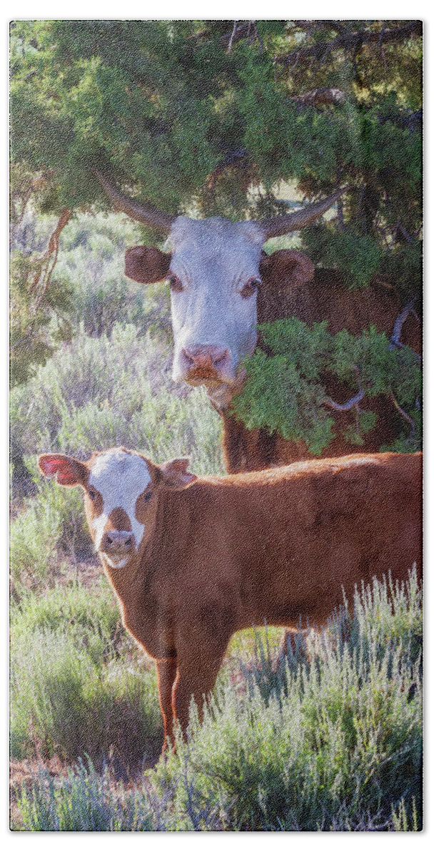 Cow Beach Towel featuring the photograph Cow and Calf by Belinda Greb