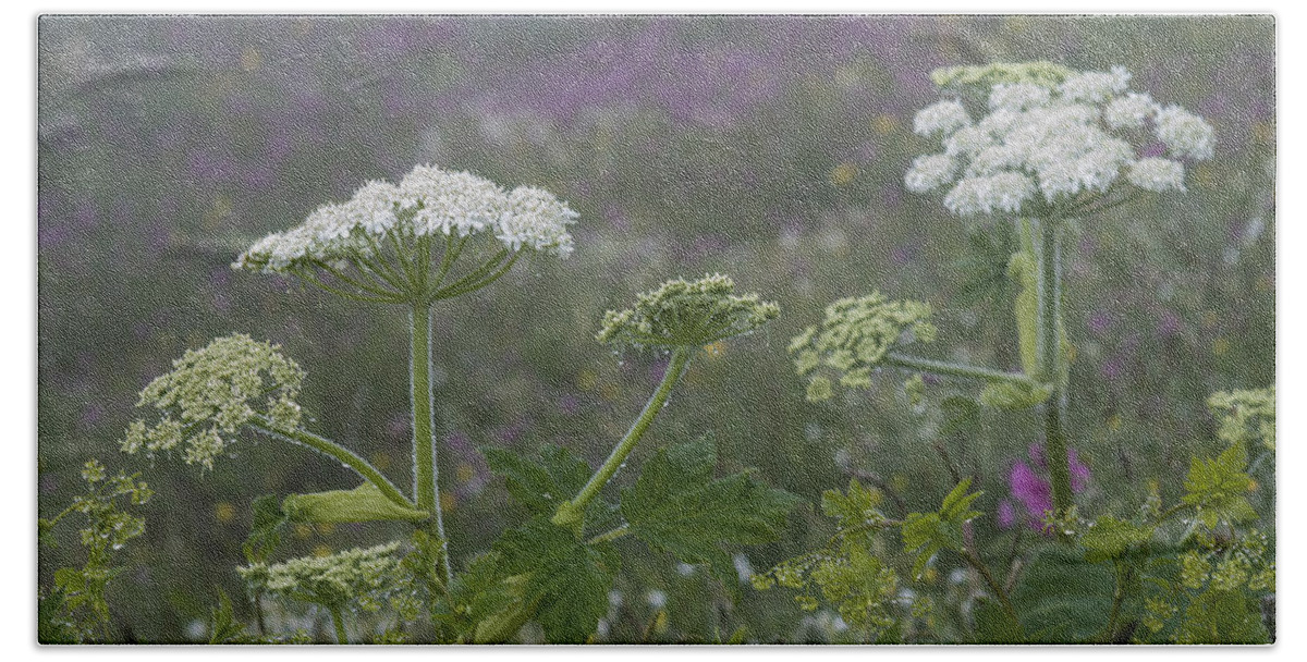 Mist Beach Towel featuring the photograph Cow Parsnip in the Mist by Robert Potts