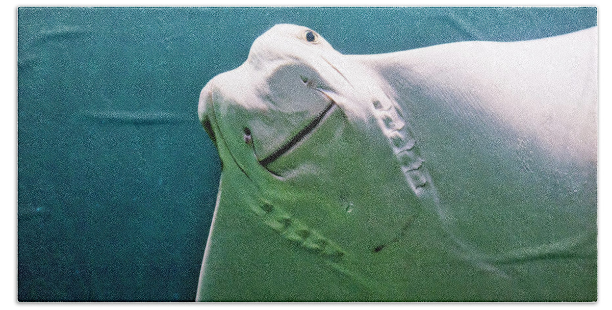 Cownose Ray Beach Towel featuring the photograph Cownose Ray by Steven Ralser