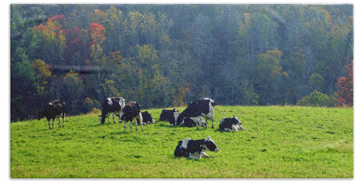 Cows Beach Towel featuring the photograph Cows in the Countryside by Mike Murdock