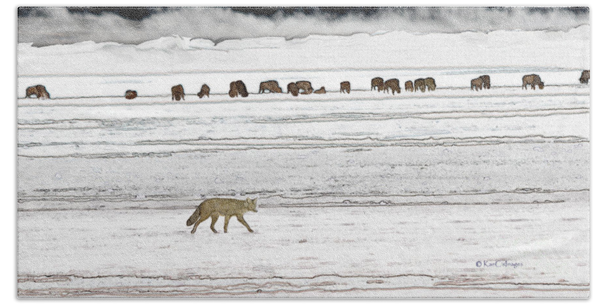 Coyote Beach Towel featuring the photograph Coyote and Bison by Kae Cheatham