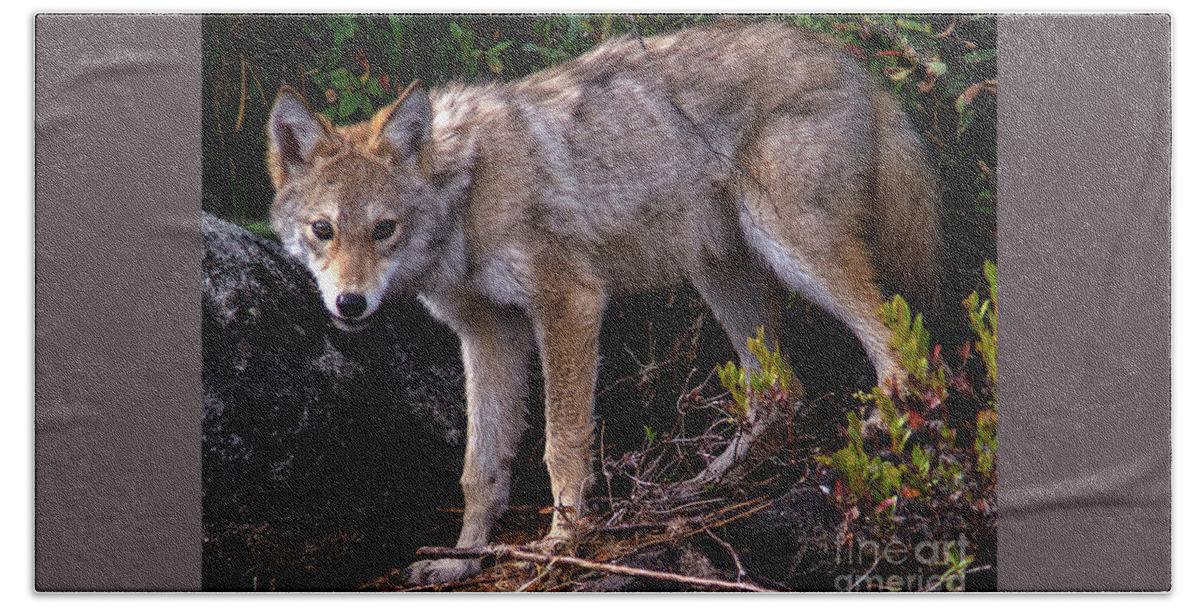 Coyote Beach Sheet featuring the photograph Coyote Portrait by Jane Axman
