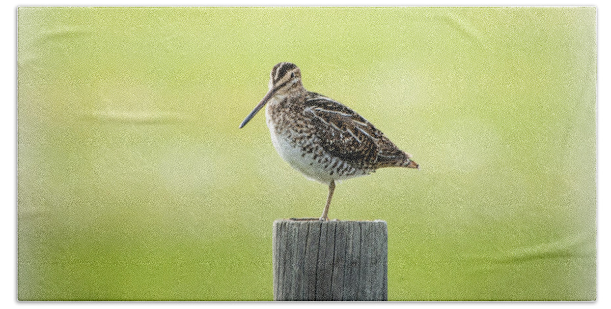 Beach Towel featuring the photograph Common Snipe by Daniel Hebard