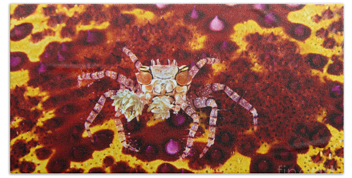 Animal Art Beach Towel featuring the photograph Crab Underwater by Dave Fleetham - Printscapes