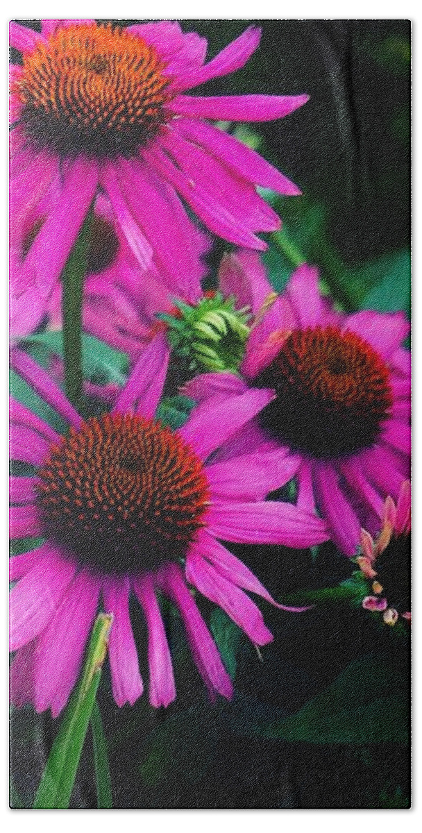  Beach Towel featuring the photograph Crazy for Coneflowers by Kendall McKernon