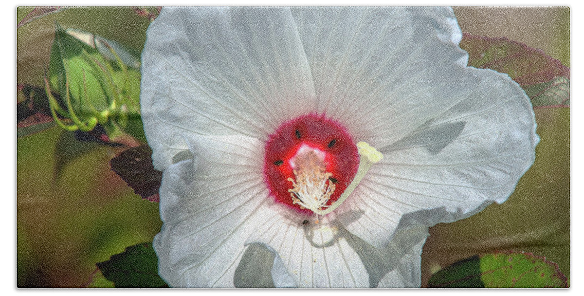 Marsh Beach Towel featuring the photograph Crimson-eyed Rosemallow DSMF0321 by Gerry Gantt