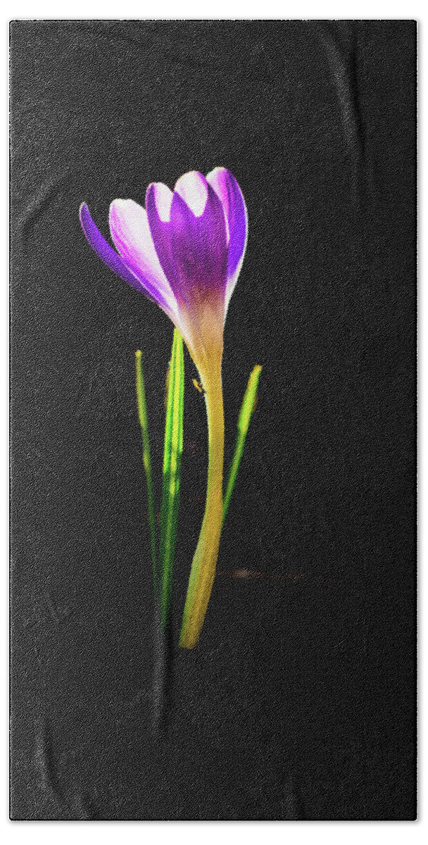Flower Beach Towel featuring the photograph Crocus 2018-1 by Barry Wills
