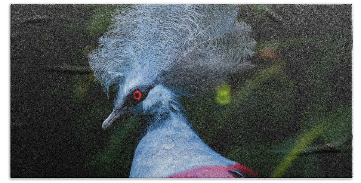 Crowned Pigeon Beach Towel featuring the photograph Crowned Pigeon by Mitch Shindelbower
