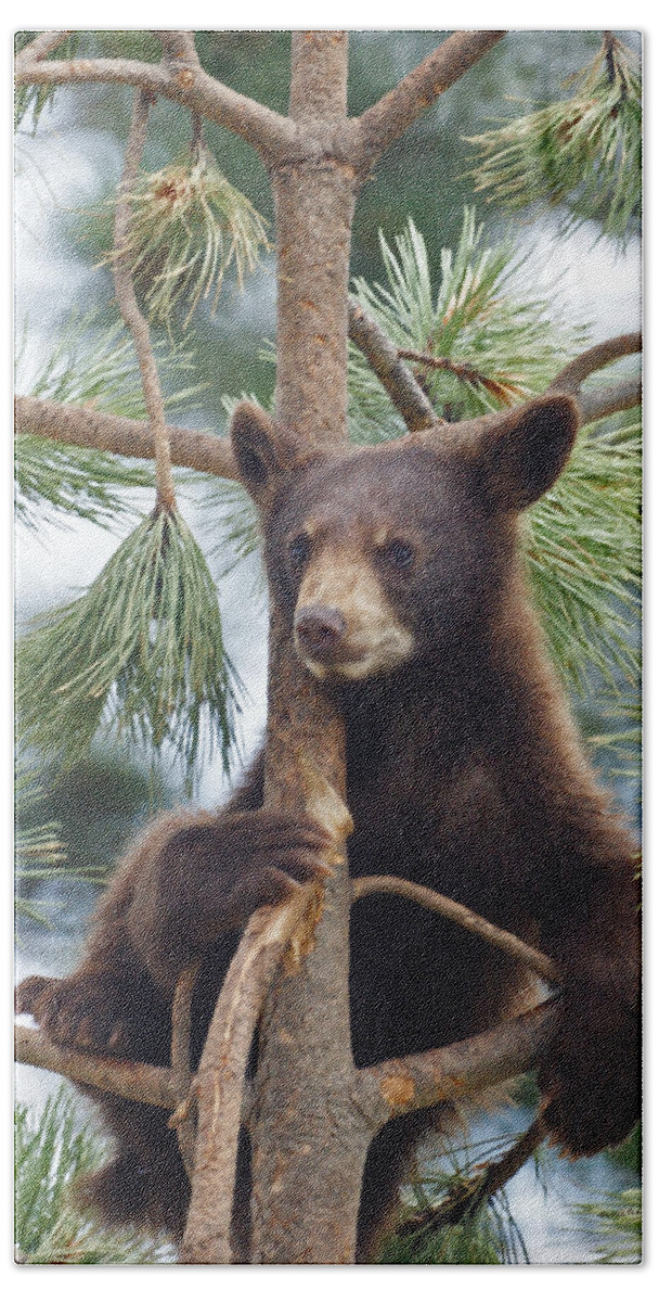 Bears Beach Sheet featuring the mixed media Cub in Tree Dry Brushed by Ernest Echols