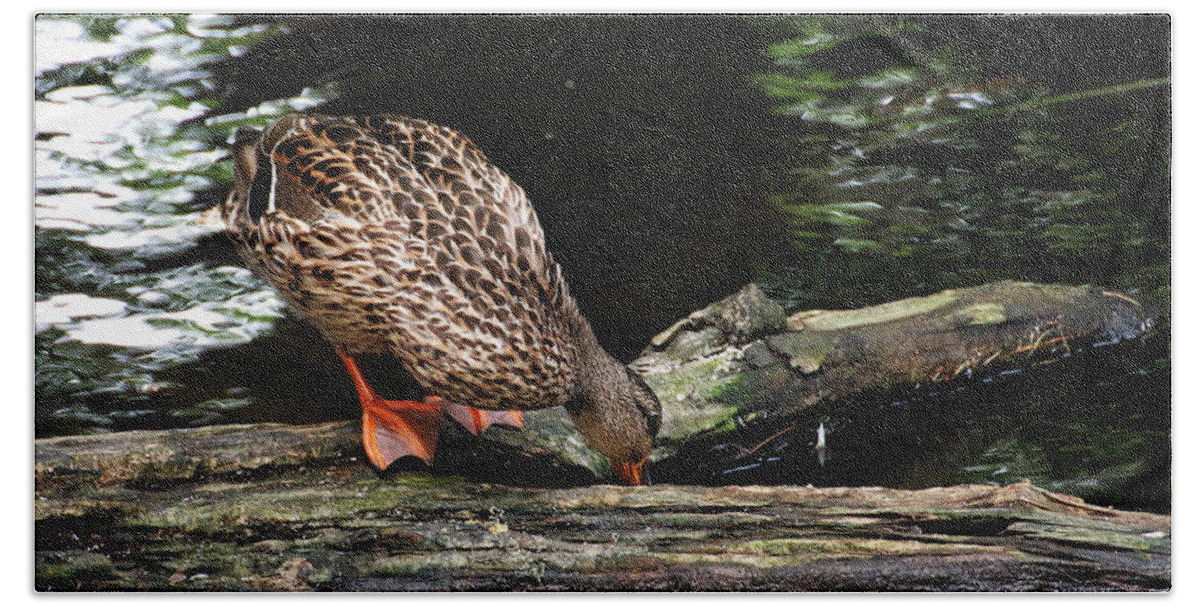 Wildlife Beach Towel featuring the photograph Curious Duck by William Selander