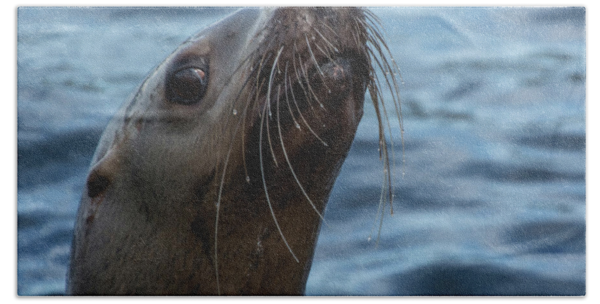 Sea Lion Beach Towel featuring the photograph Curious Lion by David Kirby