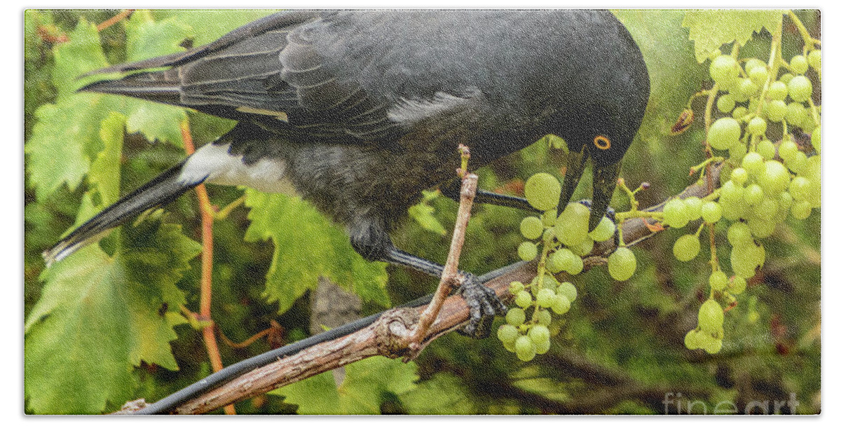 Bird Beach Towel featuring the photograph Currawong on a Vine by Werner Padarin