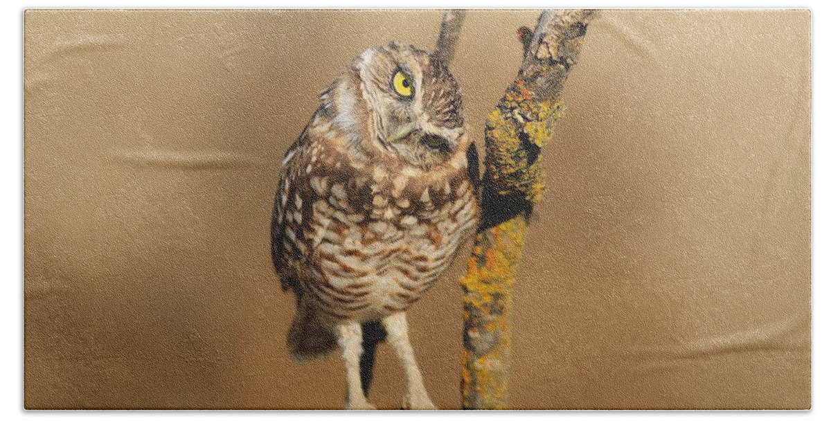 Cute Burrowing Owl Beach Sheet featuring the photograph Cute burrowing owl by Lynn Hopwood