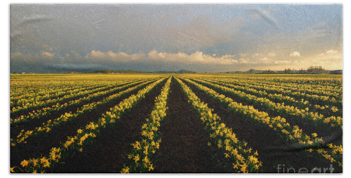 Daffodil Farm Beach Towel featuring the photograph Daffodil Storm by Michael Dawson