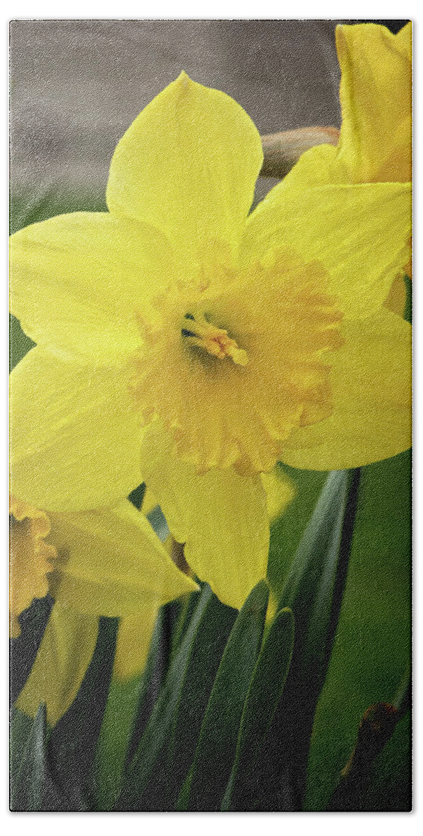Daffodils In Spring Print Beach Towel featuring the photograph Daffodiles in Spring Print by Gwen Gibson