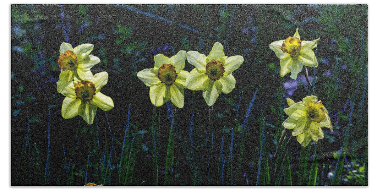 Parks Beach Towel featuring the photograph Daffodils one by Ken Frischkorn