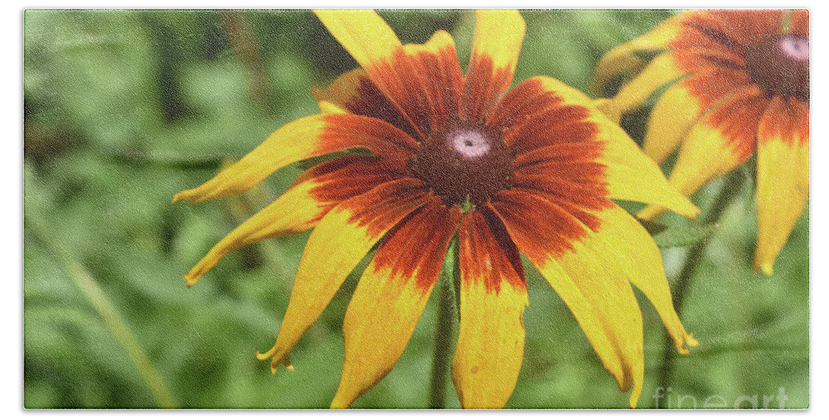 Black-eyed-susan Beach Towel featuring the photograph Dainty Black Eyed Susan Blooming in Nature by DejaVu Designs