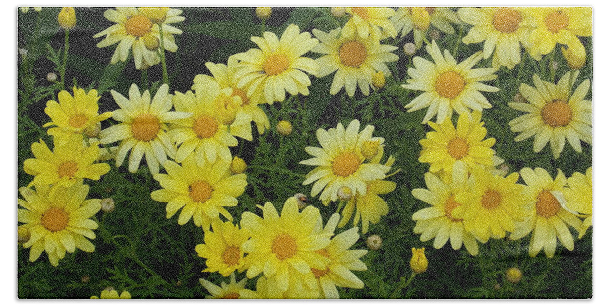 Daisies Beach Sheet featuring the photograph Daisies by Catherine Gagne