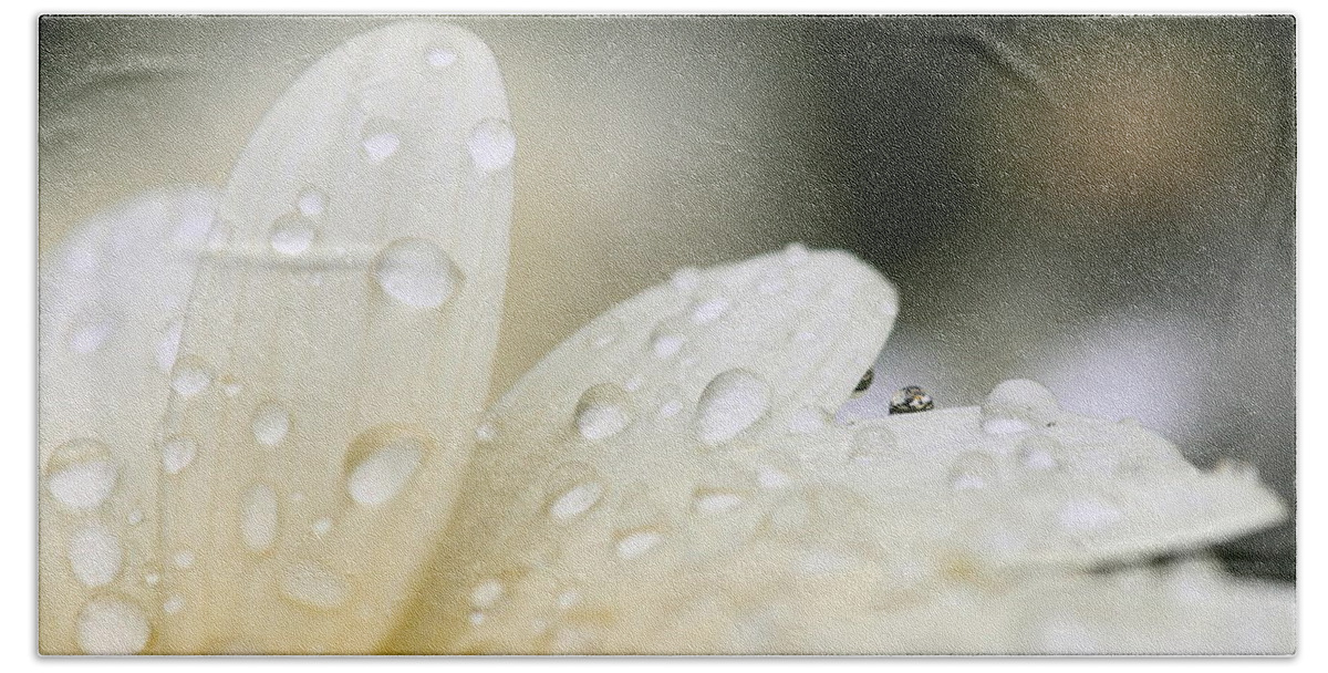 Daisy Beach Towel featuring the photograph Daisies in a Droplet by Angela Rath