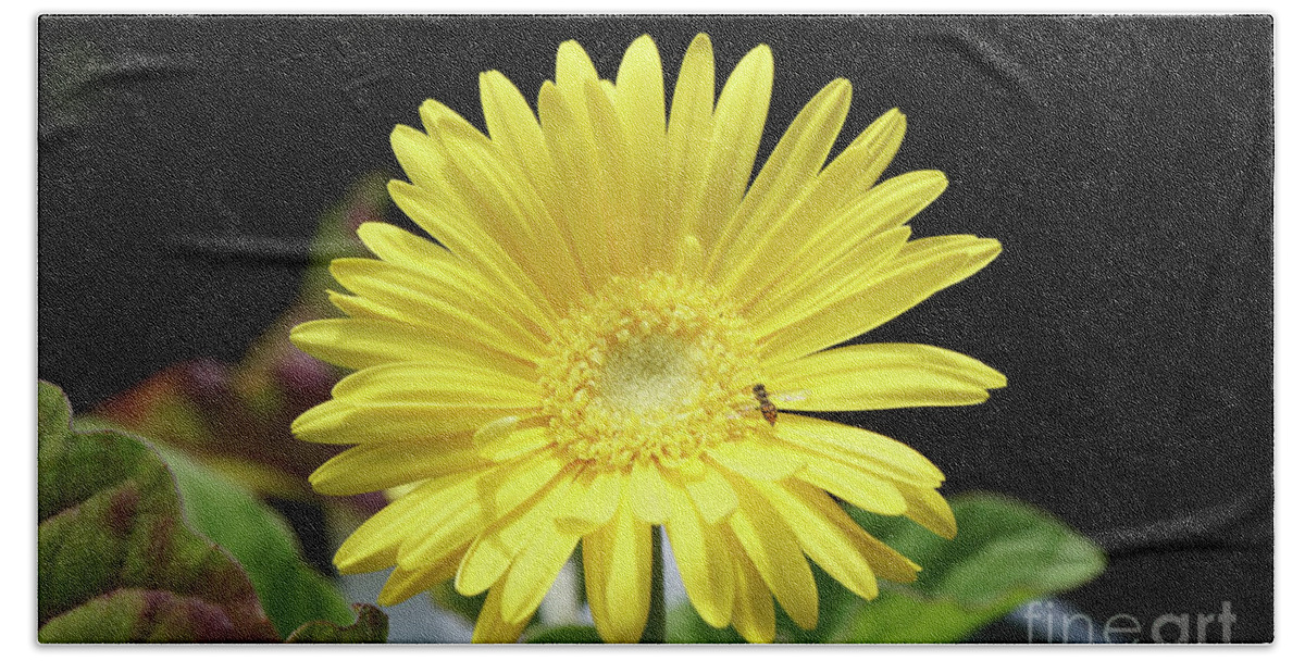 Daisy Beach Sheet featuring the photograph Daisy and Pollinator by Robert E Alter Reflections of Infinity