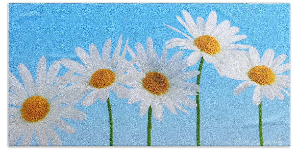 Daisy Beach Sheet featuring the photograph Daisy flowers on blue by Elena Elisseeva
