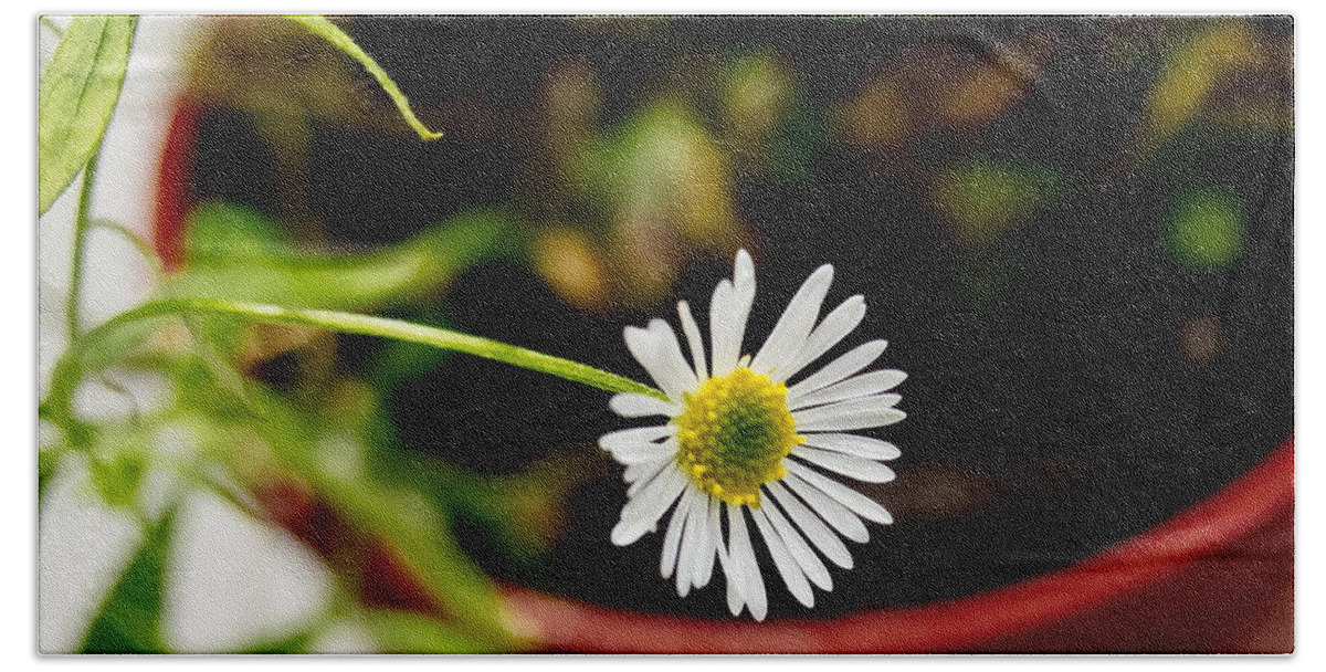Daisy Beach Towel featuring the photograph Daisy or What. by Elena Perelman
