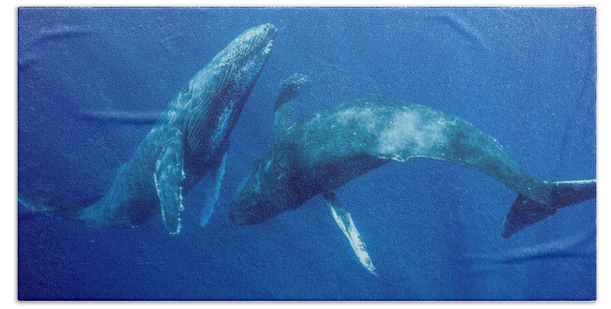 00513190 Beach Towel featuring the photograph Dancing Humpback Whales by Flip Nicklin