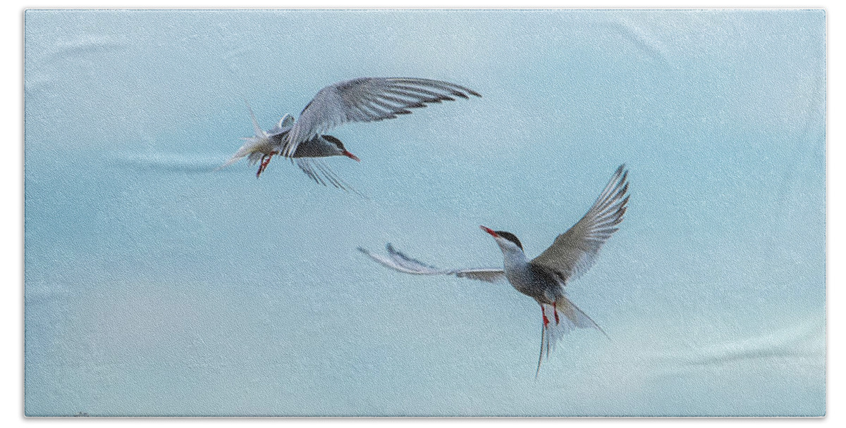 Flying Common Terns Beach Towel featuring the photograph Dancing Terns by Torbjorn Swenelius