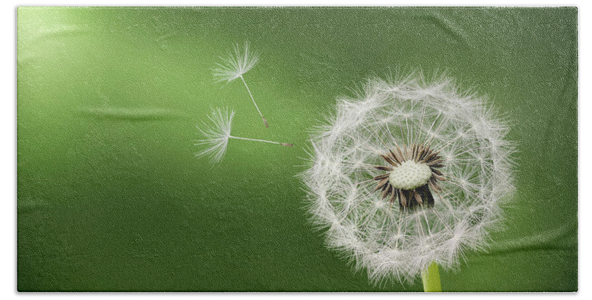 Abstract Beach Towel featuring the photograph Dandelion by Bess Hamiti