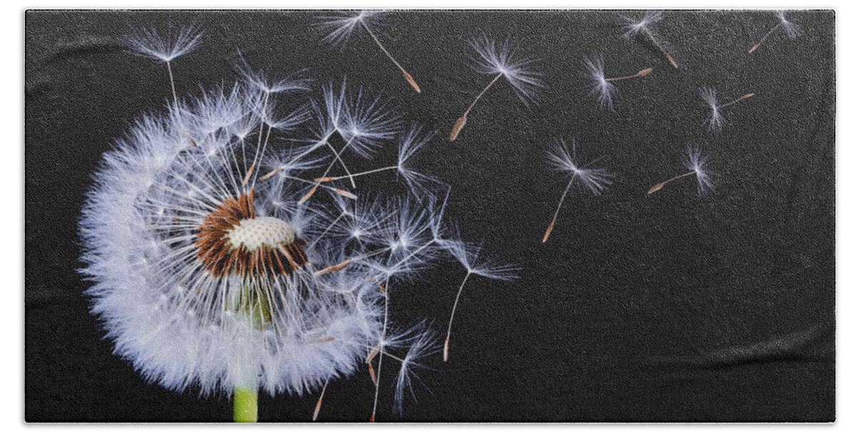 Abstract Beach Sheet featuring the photograph Dandelion blowing on black background by Bess Hamiti