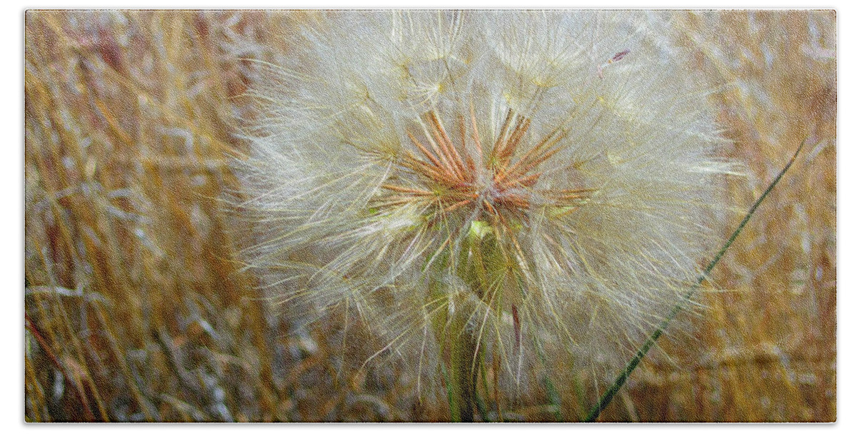 Weed Beach Towel featuring the photograph Dandelion by Jennifer Muller
