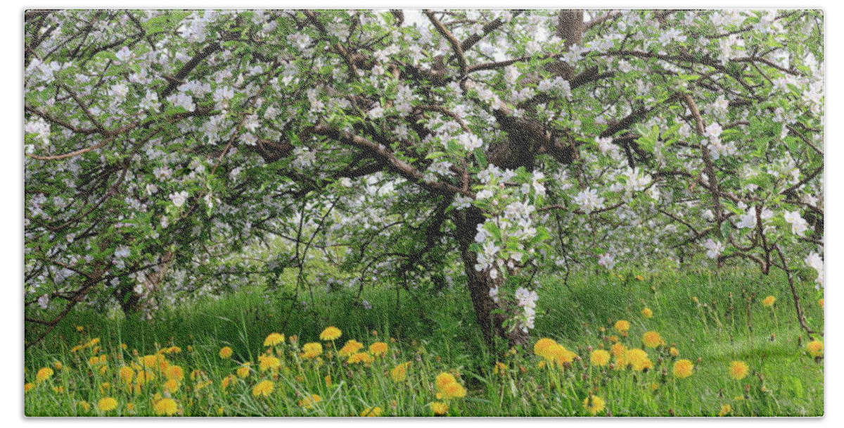 Canada Beach Towel featuring the photograph Dandelions and apple blossoms by Gary Corbett