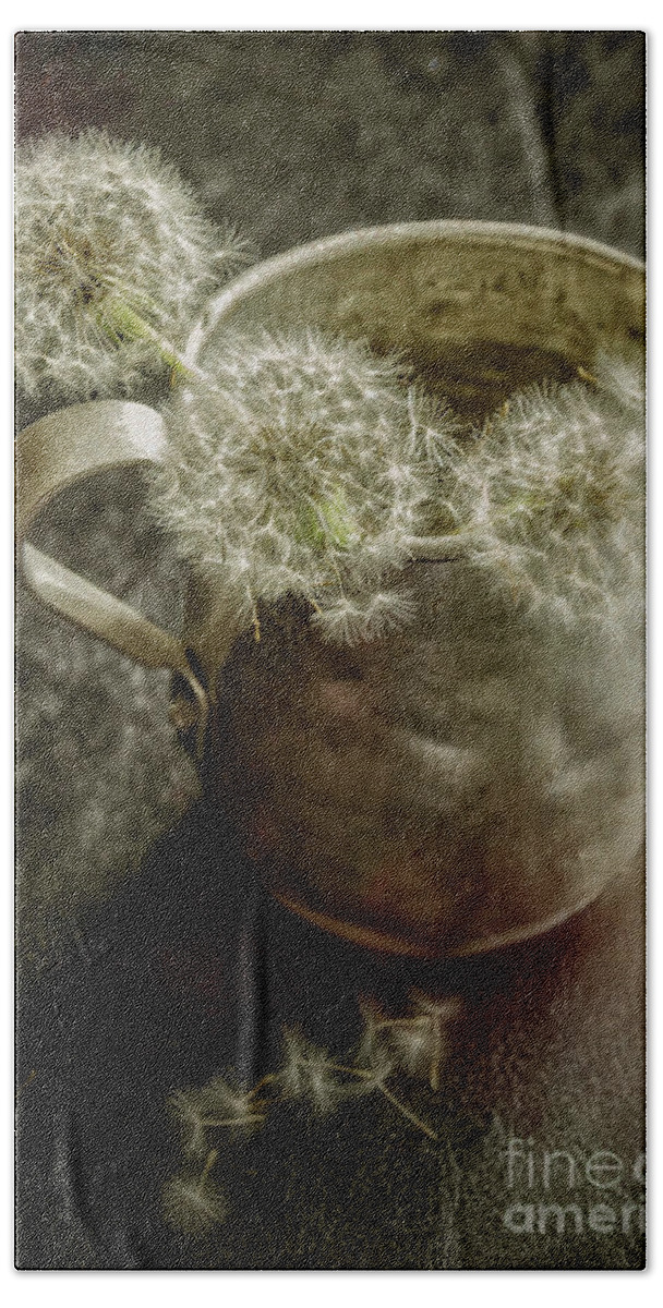 Pitcher Beach Towel featuring the photograph Dandelions in Pitcher-Textured by Kathleen K Parker
