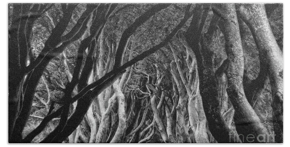 Dark Hedges Beach Sheet featuring the photograph Dark Hedges Kings Road by Norma Warden