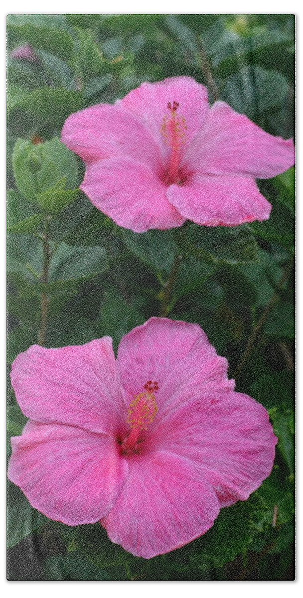 Flower Beach Towel featuring the photograph Dark Pink Hibiscus Duo by Amy Fose