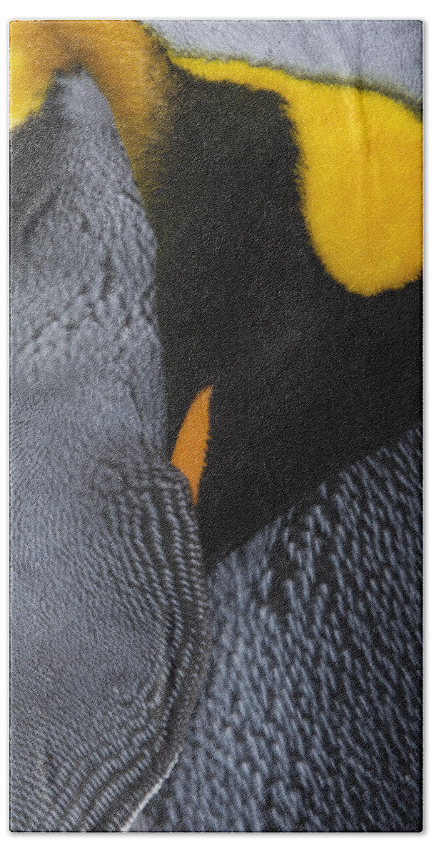 King Penguin Beach Towel featuring the photograph Daydreaming by Tony Beck
