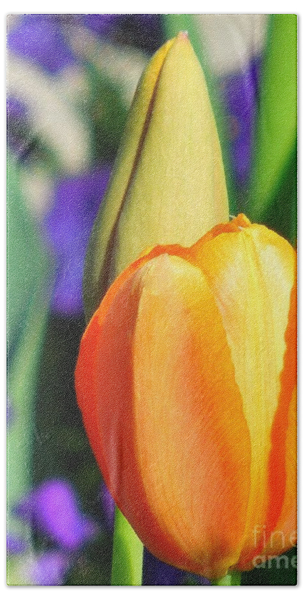 Tulip Beach Sheet featuring the photograph Dazzling Tulip by Chad and Stacey Hall