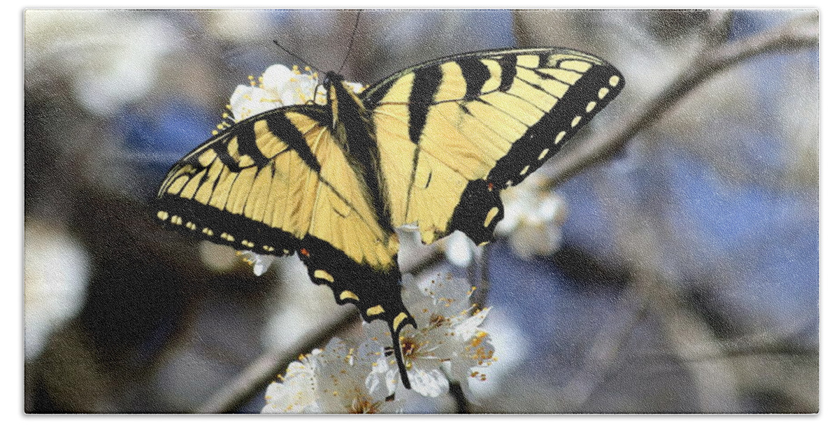 Nature Beach Towel featuring the photograph De-tailed Swallowtail by Sheila Brown