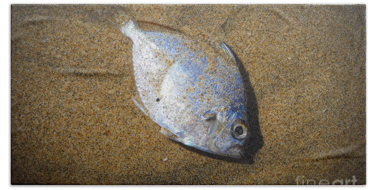 Beach Beach Towel featuring the digital art Dead fish on the beach by Perry Van Munster