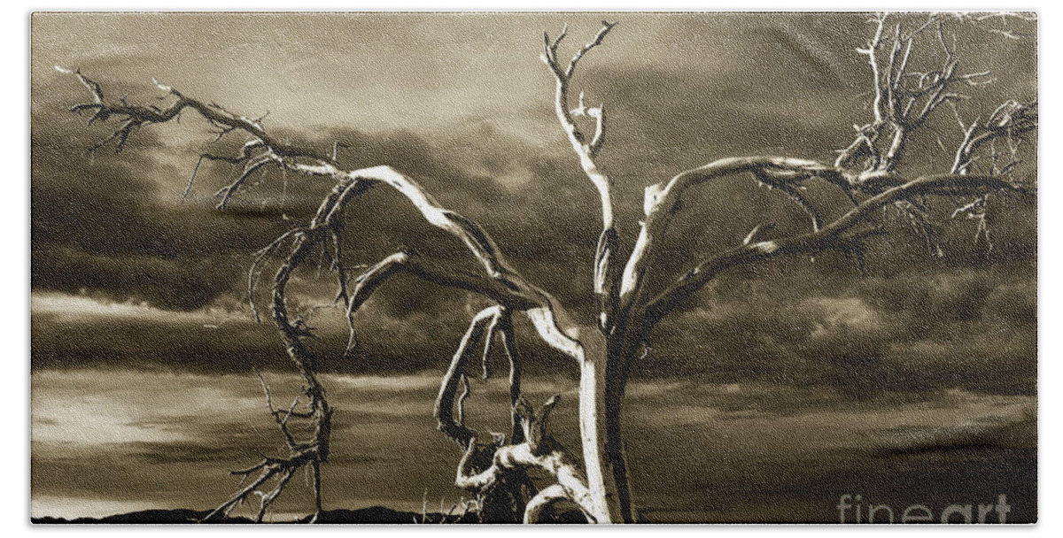 Death Valley Beach Sheet featuring the photograph Dead tree in Death Valley 10 by Micah May