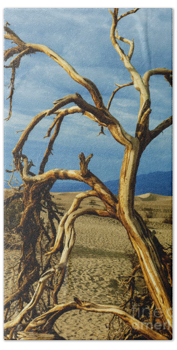 Death Valley Beach Towel featuring the photograph Dead tree in Death Valley 12 by Micah May