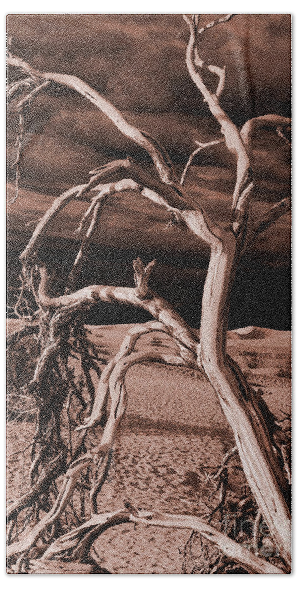 Death Valley Beach Towel featuring the photograph Dead tree in Death Valley 15 by Micah May