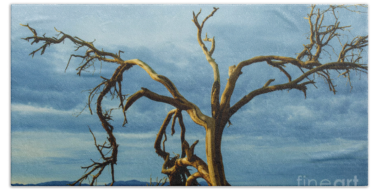 Death Valley Beach Sheet featuring the photograph Dead tree in Death Valley 7 by Micah May