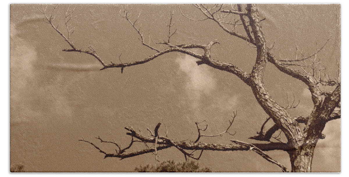 Sepia Beach Towel featuring the photograph Dead Wood by Rob Hans