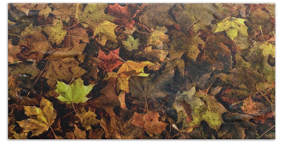 Autumn Colors Photographs Beach Towel featuring the photograph Decayed Autumn leaves on the ground by Ricardo Dominguez