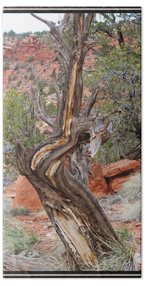 Tree Beach Sheet featuring the photograph Decorative Dead Tree by Farol Tomson