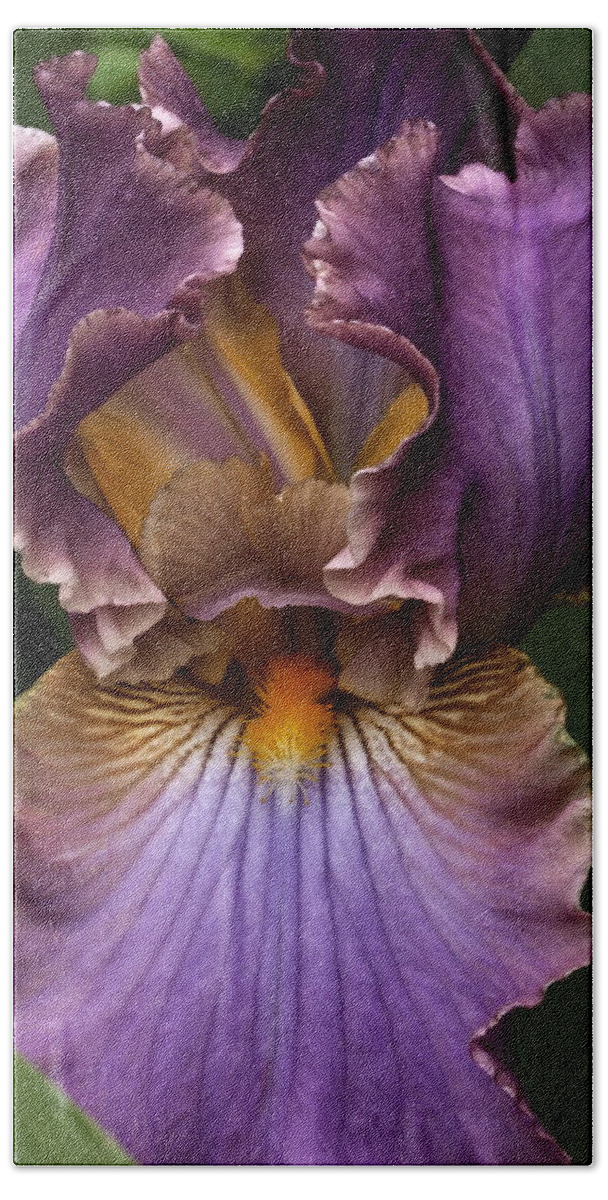 Botanical Beach Towel featuring the photograph Deep Lavender Iris by Richard Thomas