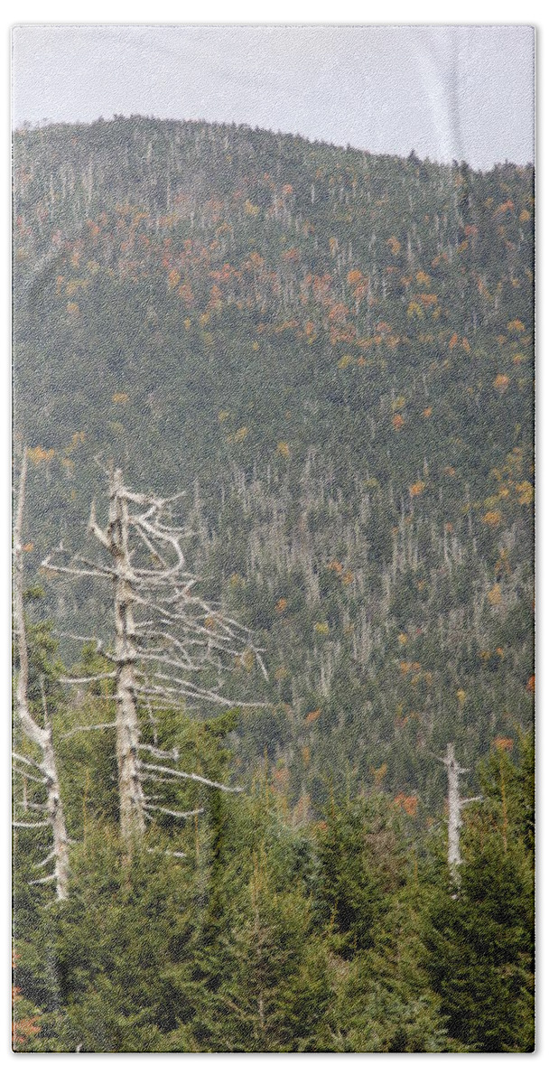 Dead Tree Beach Towel featuring the photograph Deeper Into Forest by Allen Nice-Webb