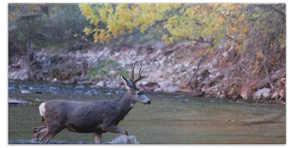 Zion Beach Towel featuring the photograph Deer Crossing River by Wesley Aston